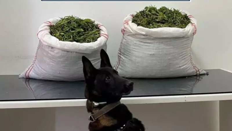 Erzurum'da Tarihi Uyuşturucu Operasyonu: Tam 32 Kilo Ele Geçirildi!