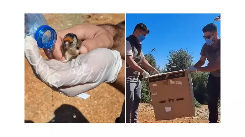 Hatay'da Hüzünlü Bir Kurtuluş Hikayesi: 1.431 Şakrak Kuşu Doğaya Kavuştu!
