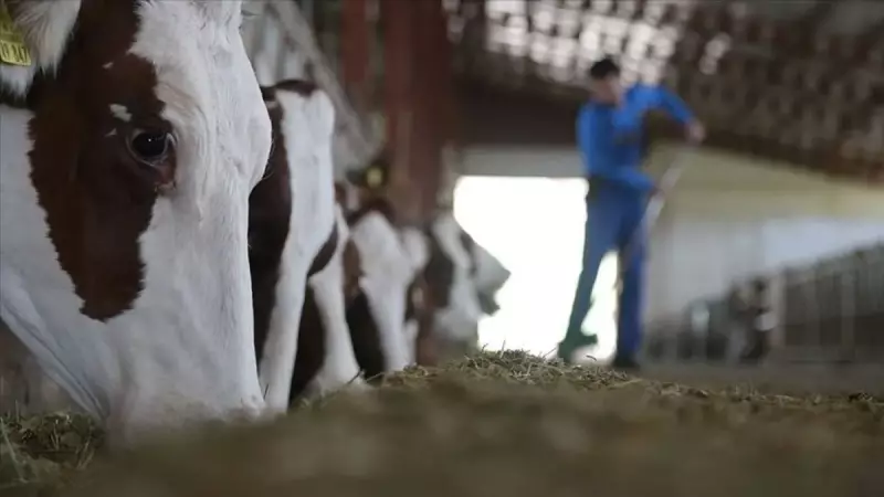 Hayvancılığa Can Suyu: 3.66 Milyar Lira Destek Açıklandı!