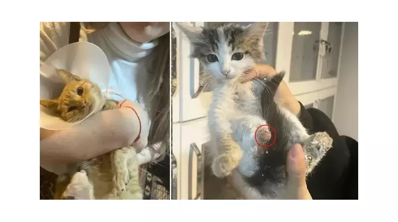 Isparta'da Vicdanları Sızlatan Vahşet: Sokak Hayvanlarına Akıl Almaz İşkence!