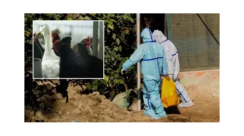 Japonya'da Kuş Gribi Fırtınası: 460 Bin Tavuk Toplu İmha Edilecek!