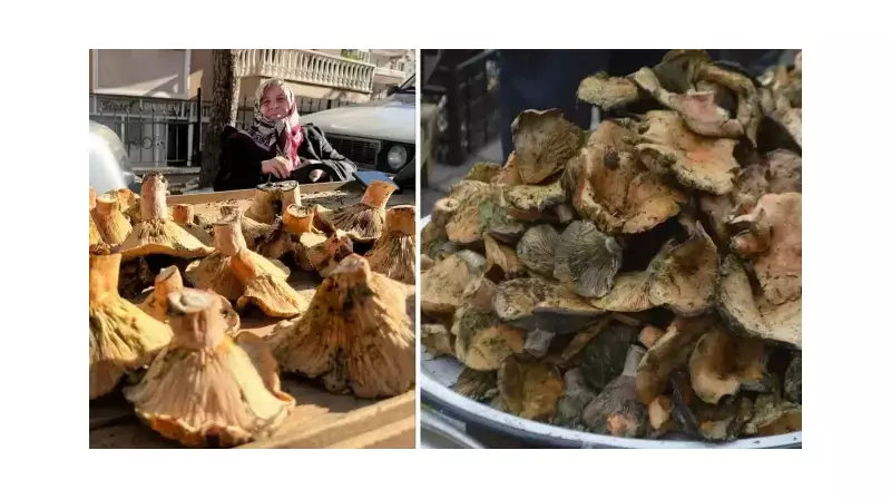 Kanlıca ve Dedeboluk'ta Mantar Bereketi! Doğanın Bu Armağanı Sofraları Süslüyor