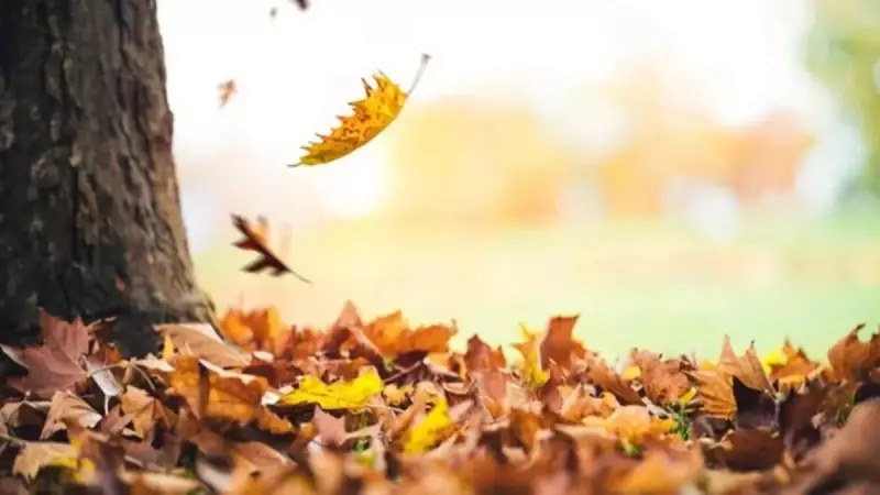 Kasım Ayına Özel En Anlamlı Mesajlar, Şiirler ve Resimli Tebrikler 2025