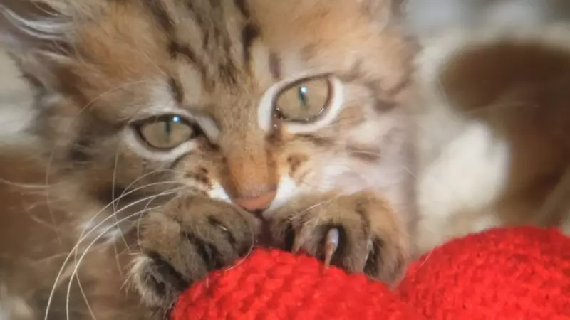 Kedilerin O Sevimli 'Yoğurma' Hareketinin Arkasındaki Şaşırtıcı Gerçek! İşte Asıl Nedeni