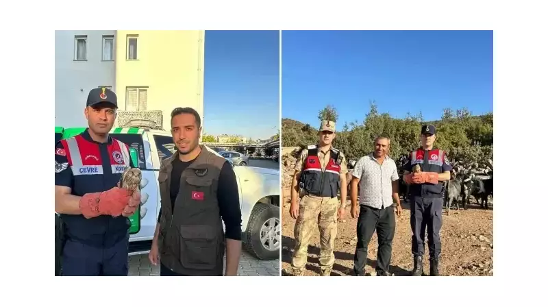 Kilis'teki Duygu Yüklü Kurtarma Hikayesi: Yaralı Kerkenez Kuşu İnsan Sıcaklığıyla Hayata Tutundu!