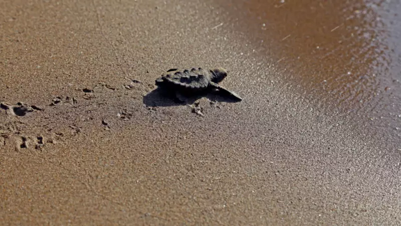 İklim Değişikliği Hayvanların Cinsiyet Dengelerini Altüst Ediyor! Bilim İnsanları Uyarıyor