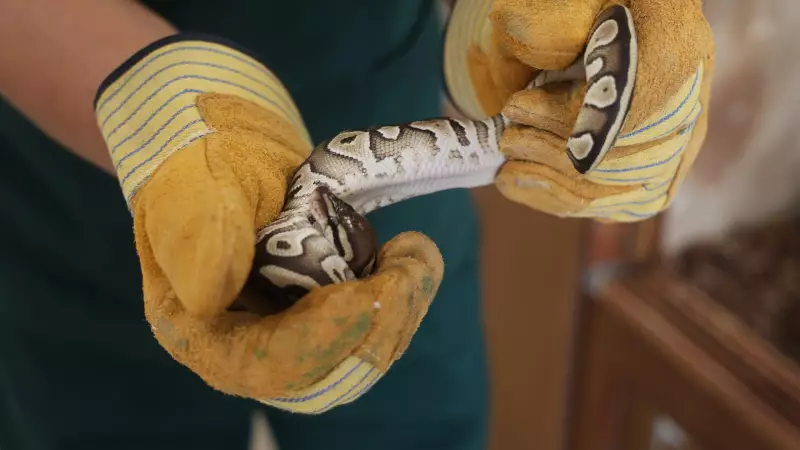 Konya'da Sıradan Bir Kontrol Sırasında Cebinden Yavru Piton Çıktı! Polisler Donup Kaldı