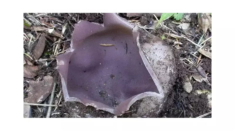 Korkunç Mantar Zehirlenmesi: Aynı Aileden 7 Kişi Hayatla Savaşıyor!