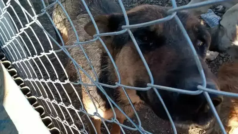 Köpeğe Kürekle Saldıran Şüpheli Gözaltında! İşte Çarpıcı Detaylar