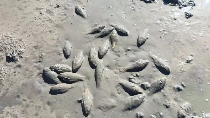 Kuraklık Felaketi: Göl Kurudu, Binlerce Balık Ölüme Terk Edildi!