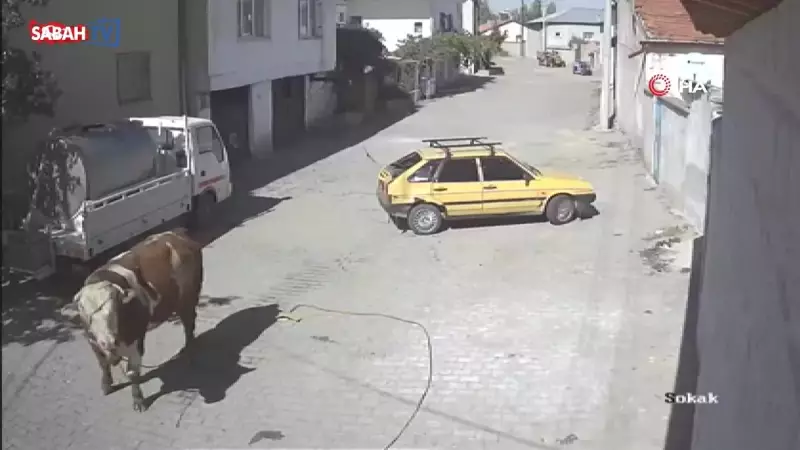 Kızgın Boğa Otomobile Saldırdı: Boynuzlayıp Sürüklediği Anlar Kamerada!