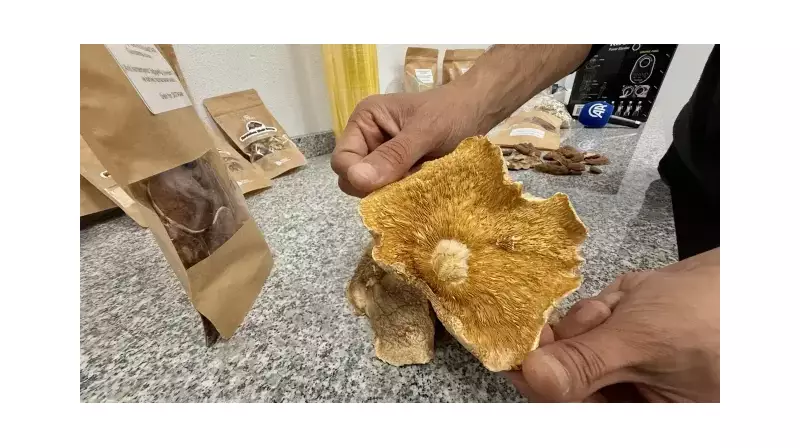 Mantar Zehirlenmesinde Kritik Tavsiye: Hastaneye Giderken Yanınızda Götürmeniz Gereken Şey!