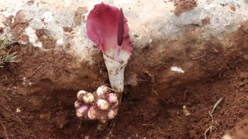 Muğla'da Keşif: Yeni Bitki Türüne İş İnsanının Adı Verildi!