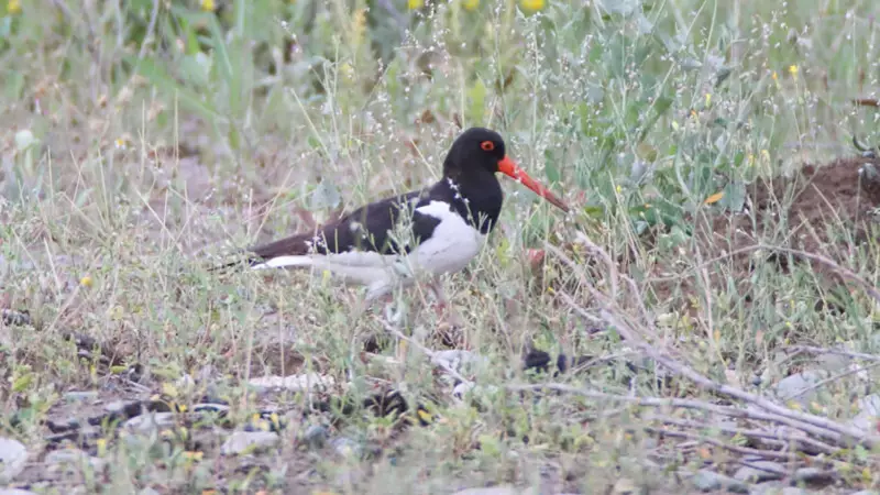 Poyraz Kuşunun İnanılmaz Göç Serüveni: 8 Ülkeyi Aşan Yolculuk Uydudan Anbean İzlendi!