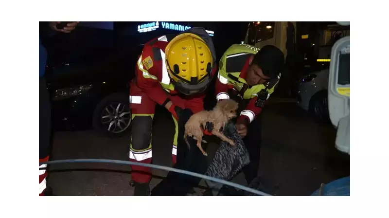 Sakarya'da İnanılmaz Kurtarma: Kanalizasyona Sıkışan Köpek Yavrusu 6 Saatin Sonunda Özgürlüğüne Kavuştu!