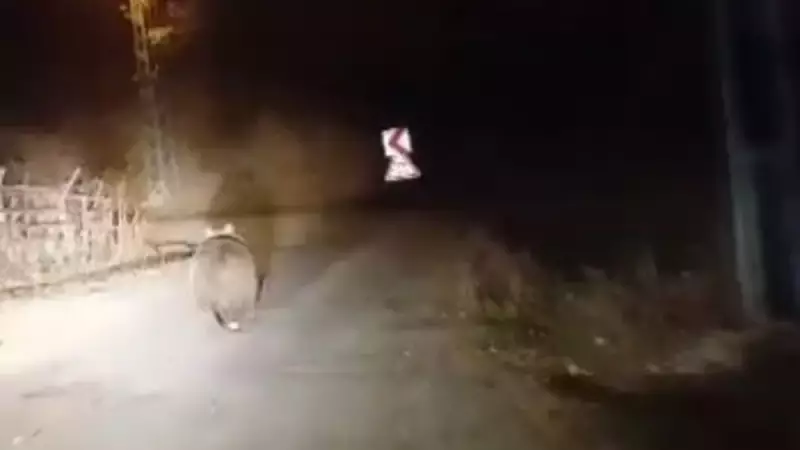 Sivas'ta Gözler Önünde Yaşanan İnanılmaz An: Seyir Halindeki Araçtan Aniden Önüne Fırlayan Ayı!