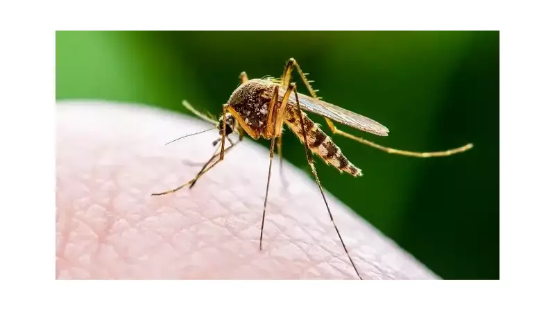 Sivrisineğin Adım Bile Atmadığı Ülkede Tarihi Keşif: İzlanda Alarmda!