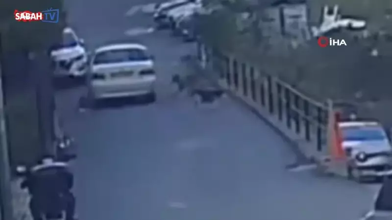 Sokak Köpeğine Bilinçli Ezme İddiası: Sürücü Olay Yerinden Hızla Uzaklaştı!
