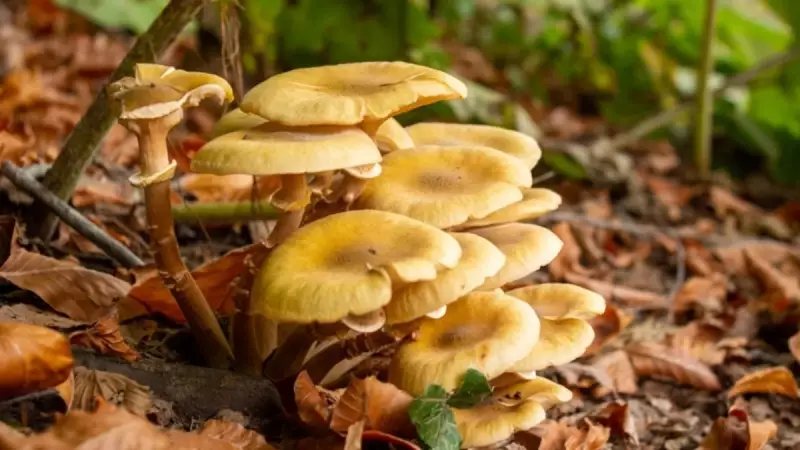 Sonbaharın Gizemli Lezzeti Mantarlar İçin Uzmanından Hayati Uyarılar!