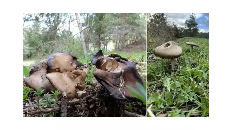 Sonbaharın Gizemli Lezzeti Mantarlar Ölüm Saçabilir! Uzman İsyanda: 'Rastgele Toplamayın'