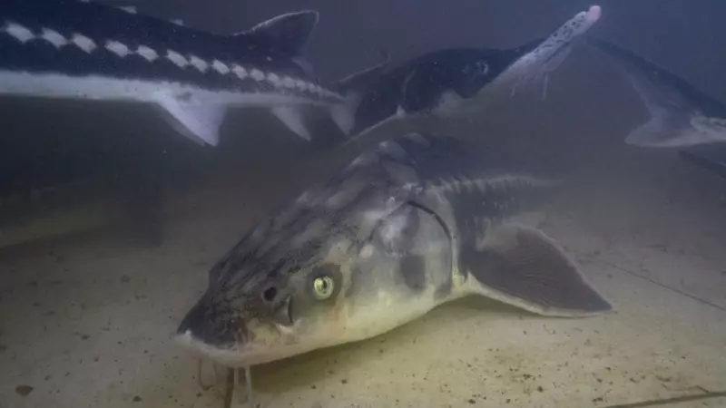 Sulara Can Veren Dev Proje: 5 Yılda Tam 425 Milyon Yavru Balık Denizlerle Buluştu!