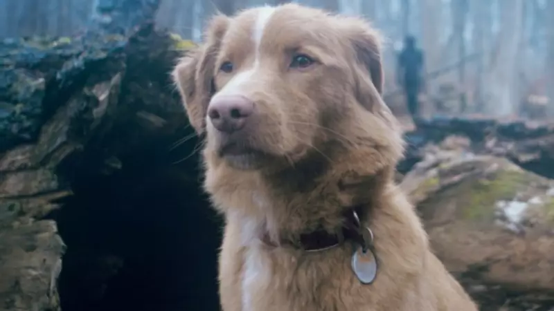 İşte Oscar'a Uzanan Pati: 'Good Boy' Filminin Köpek Yıldızı Tüm Dünyayı Sallıyor!