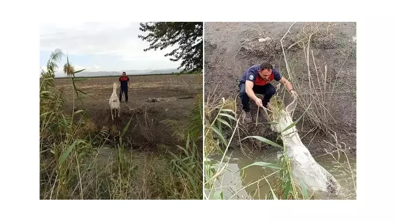 İtfaiye Efsanesi: Sulama Kanalına Düşen Eşeğe Duyulmamış Kurtarma Operasyonu!