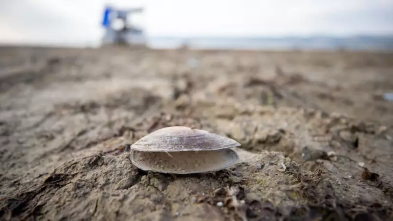 Türk Lirası'nda Tarihi Çöküş: Dolar Karşısında Rekor Seviye!