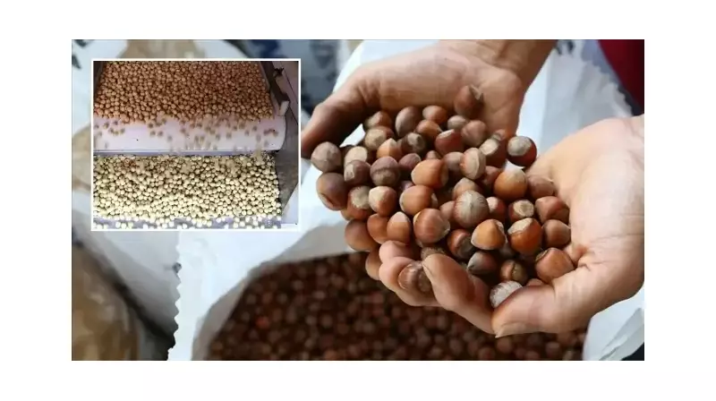 Türkiye'nin Fındık Rüzgarı: 9 Ayda 1.6 Milyar Dolarlık Dev Gelir!