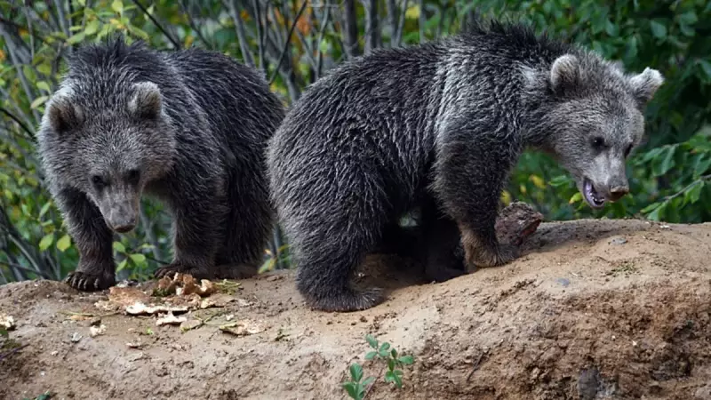 Yol Kenarında Terkedilmiş Ayı Yavrularına Köylülerden Sıcacık Yuva | İnsanlığın Nadide Örneği