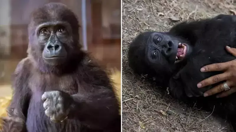 Zeytin'e Müjde! Türkiye'de Kalma Kararı Çıktı - Sevgi Dolu Bir Yuva Buldu