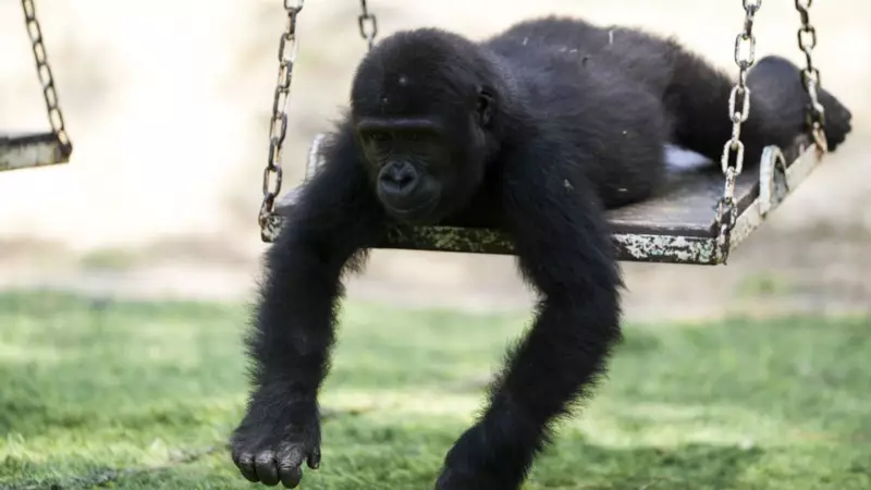 Zeytin'in Türkiye Macerası: Minik Goril Artık Bizden!