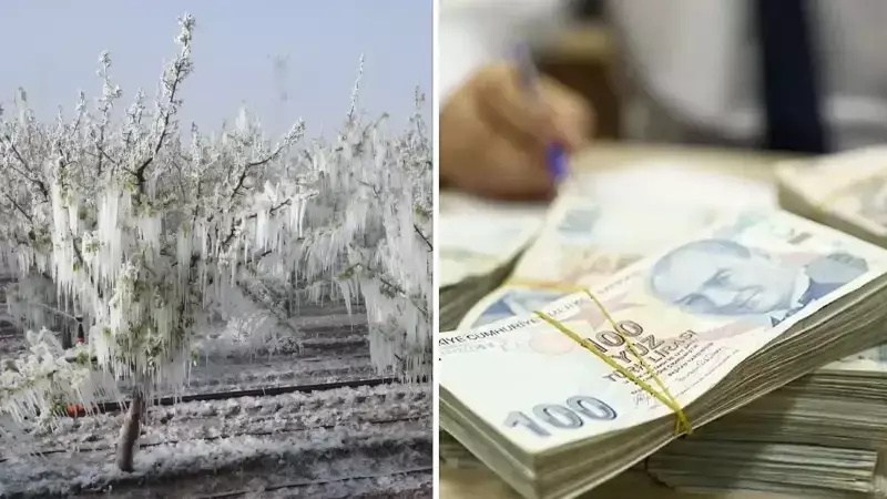 Zirai Dondan Etkilenen Çiftçilere Müjde: 6,5 Milyar Liralık Can Suyu Geliyor!