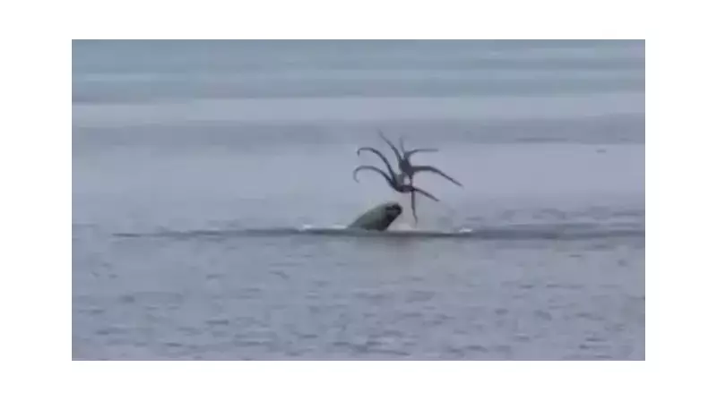 İzmir'de Nadir Görülen Deniz Canlısı Kameralara Yakalandı: Denizlerimizin Saklı Hazinesi!