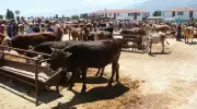 Şap Hastalığı Alarmı! Bu İlde Hayvan Pazarı ve Fuarı Yasaklandı