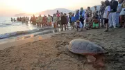 Caretta Caretta Tuba'nın İnanılmaz Yolculuğu: 7 Bin Kilometrede İkinci Dünya Turu!