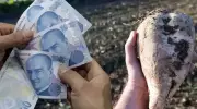 Şeker Pancarı Alım Fiyatı Açıklandı! 2025'te Çiftçinin Cebine Ne Girecek?