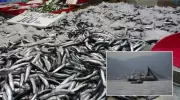 Hamsi Alarmı! Karadeniz'de Balıkçıların Ağları Bu Sefer Boş Döndü - İşte Nedeni