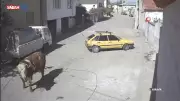 Kızgın Boğa Otomobile Saldırdı: Boynuzlayıp Sürüklediği Anlar Kamerada!