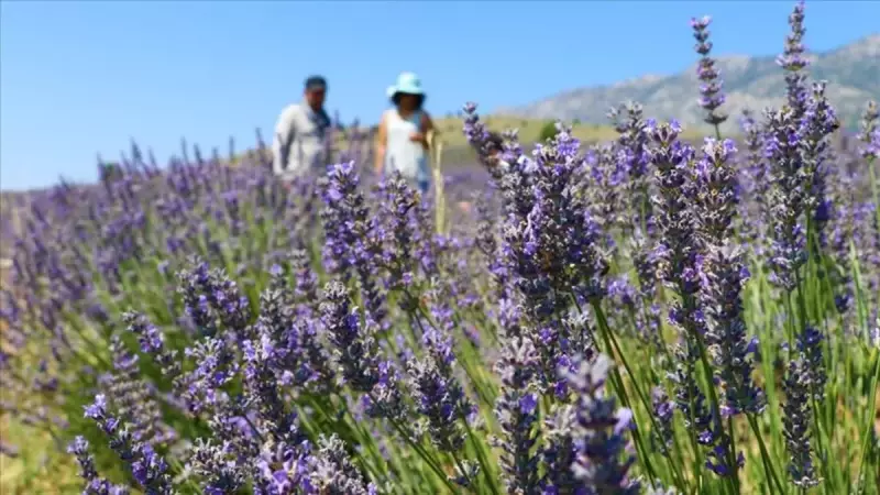 48,8 Milyon m² Hazine Arazisi Tıbbi Bitki Üretimine Açıldı