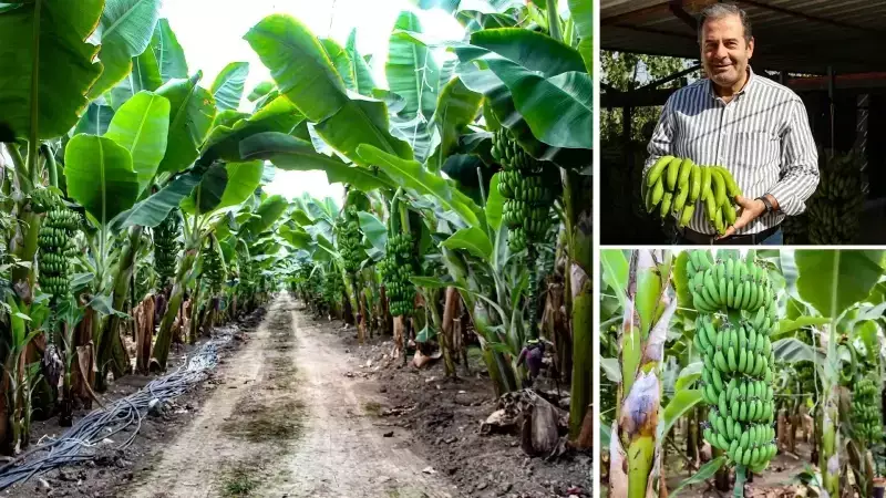 Adana'da Muz Üretimi 100 Kat Arttı: Devlet Teşvikleri Etkisi