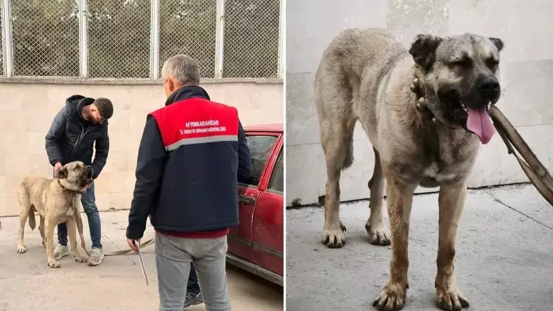 Afyonkarahisar'da Köpek Dövüşü Operasyonu: 12 Gözaltı