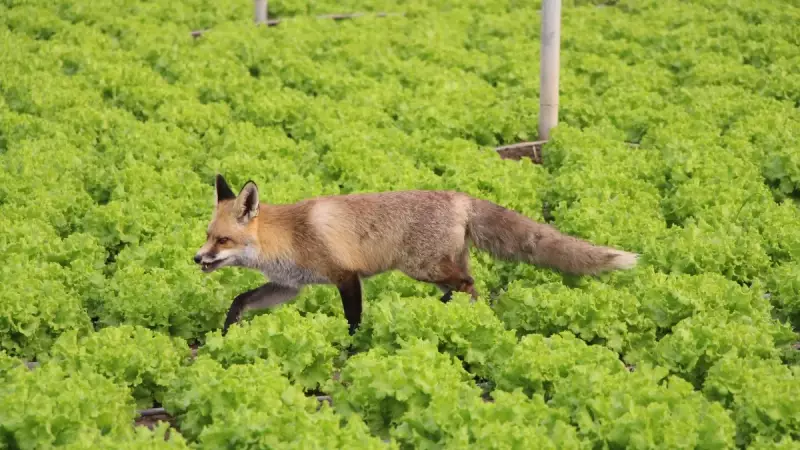 Amasya'da Tilki Rekabeti: Küs Kardeşlerin Yavru Tilkilere Sevgi Yarışı