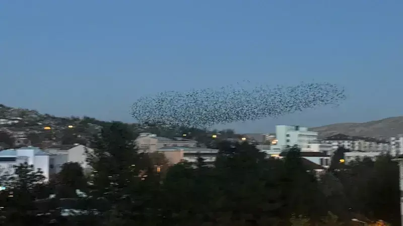 Çankırı Semalarında Büyüleyici Kuş Dansı! Sığırcık Sürüsünün Akşam Gösterisi Nefes Kesti