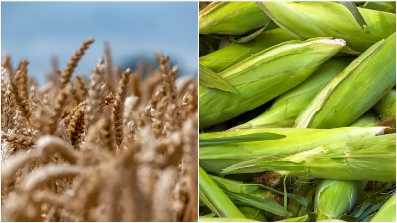 Arpa ve Mısır İthalatında Tarife Kontenjanı 1 Milyon Tona Yükseldi