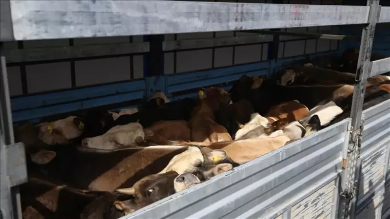 Aydın'da Pasaportsuz 111 Büyükbaşa 1,2 Milyon TL Ceza