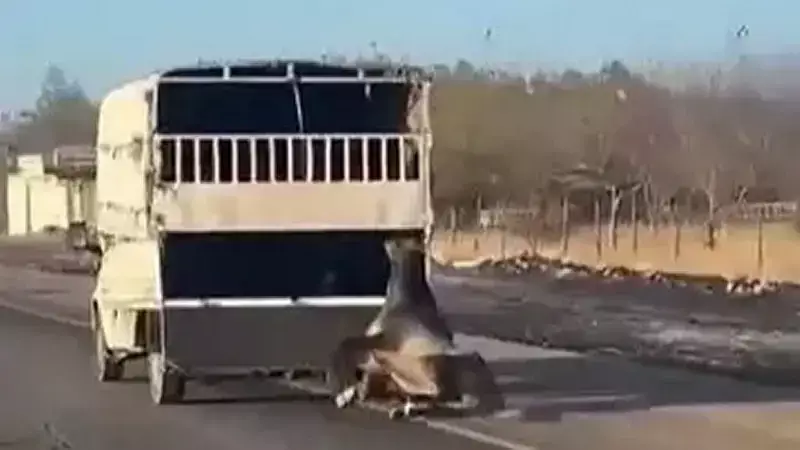 Batman'da Kamyonete Bağlı At Kilometrelerce Sürüklendi