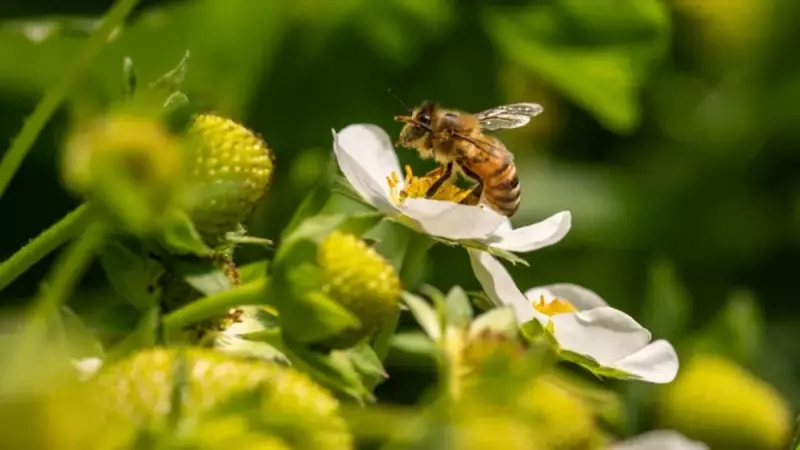 Bilim İnsanları Bombus Arılarını Morse Kodunu Anlaması İçin Eğitti