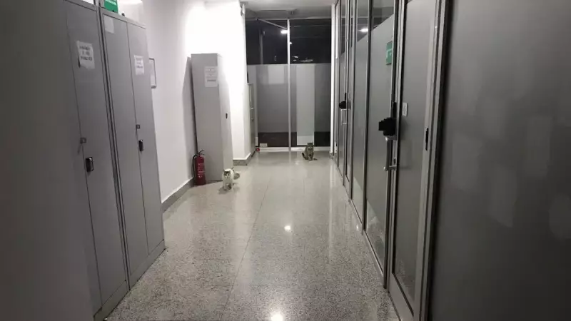 Birgün Gazetesi'nin Kedi Provokasyonu Bakırköy Adliyesi'nde Çürütüldü