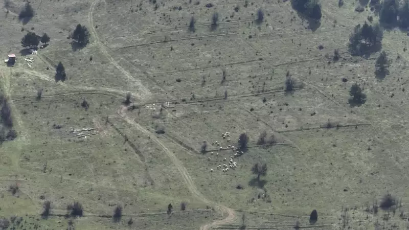 Bolu'da Kaybolan 30 Küçükbaş Hayvan Drone ile Bulundu